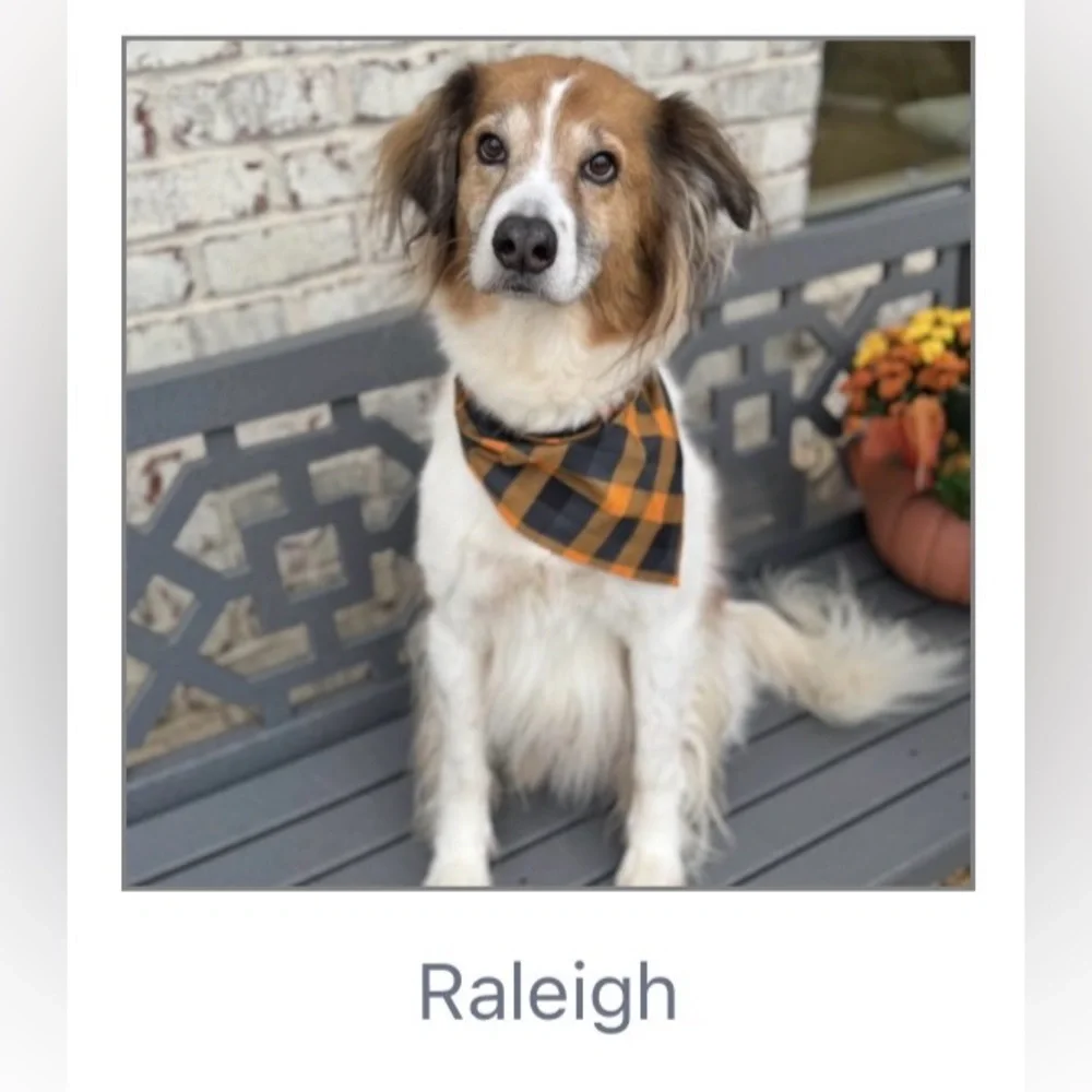 100% THIS DONATION GOES TO Animal Charity of Ohio - Picture 4 of 4